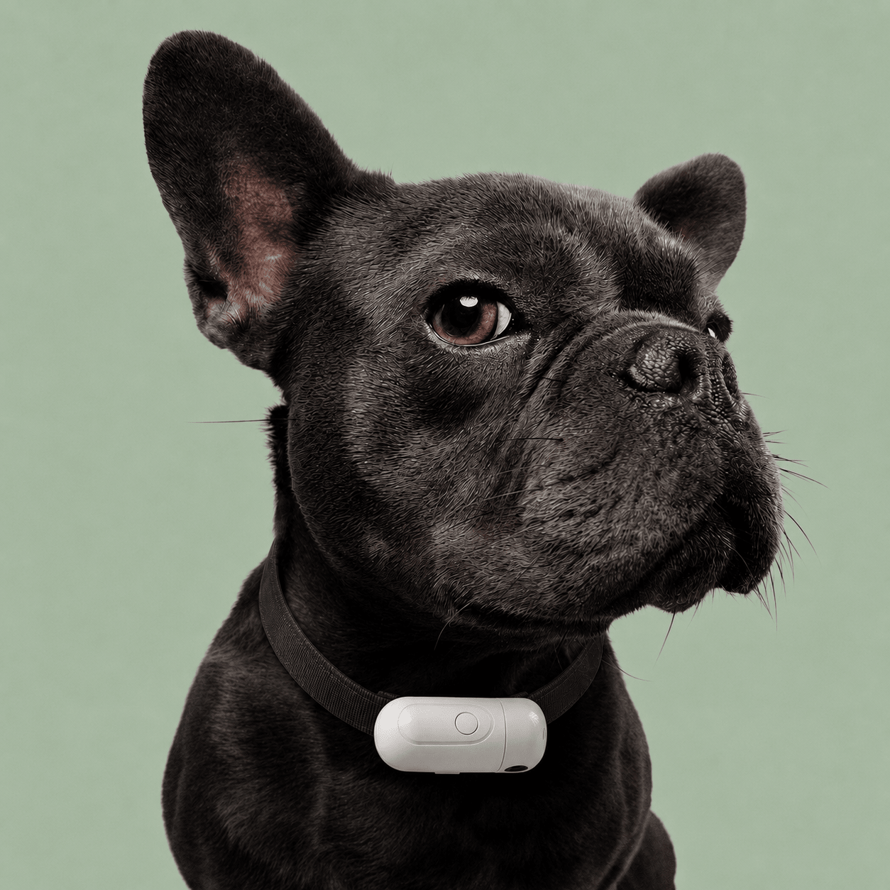 HelloPaw™ Pet Projection Light - MySerapy