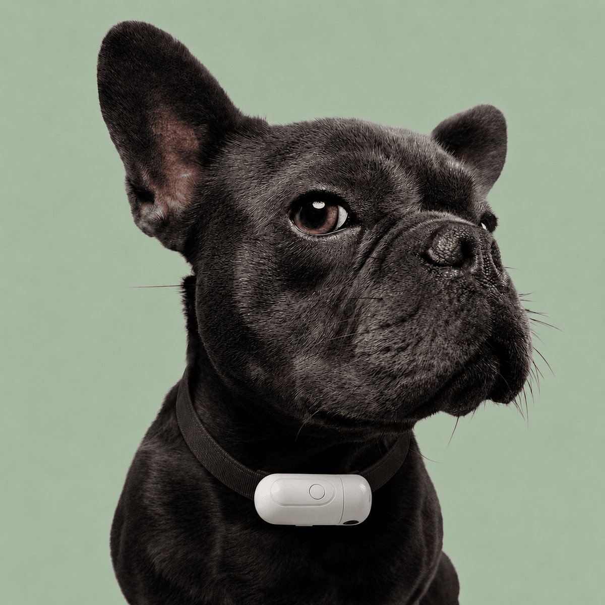 HelloPaw™ Pet Projection Light - MySerapy